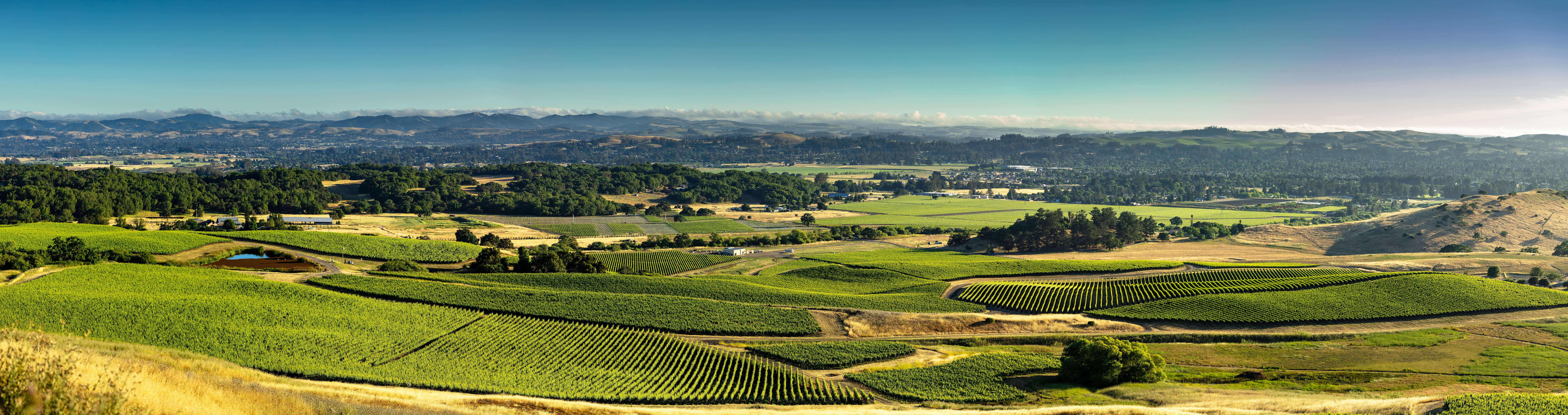 Gap's Crown Vineyard