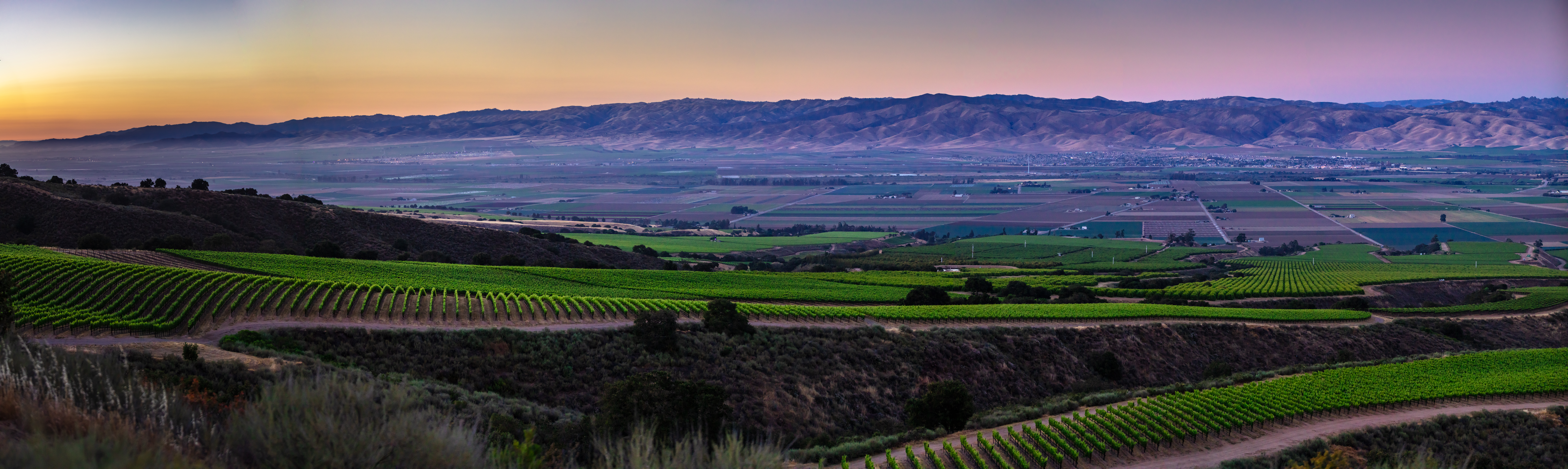 Sierra Mar Vineyard